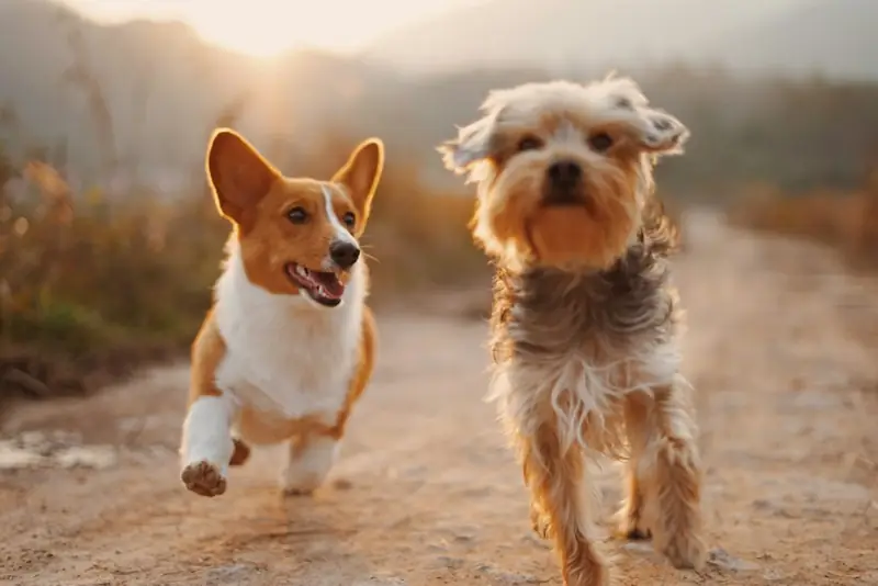 Foto ilustrasi anjing peliharaan